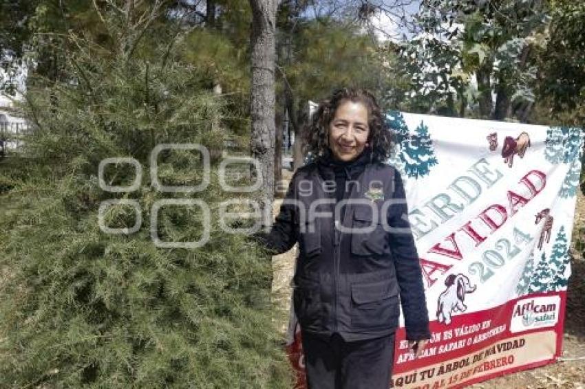 ARBOTERRA . VERDE NAVIDAD
