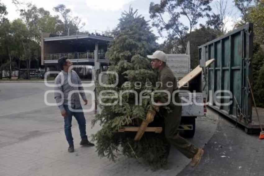 ARBOTERRA . VERDE NAVIDAD