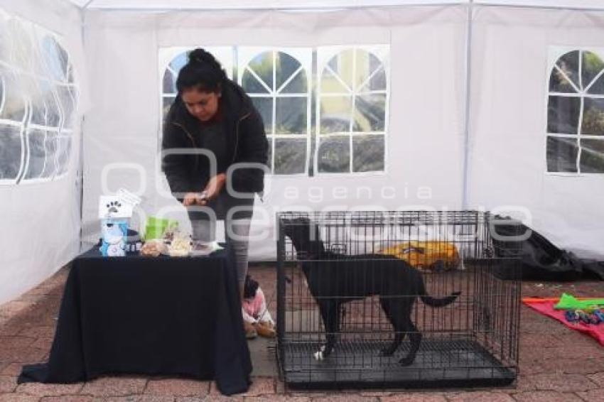 TLAXCALA . JORNADA DE ADOPCIÓN CANINA