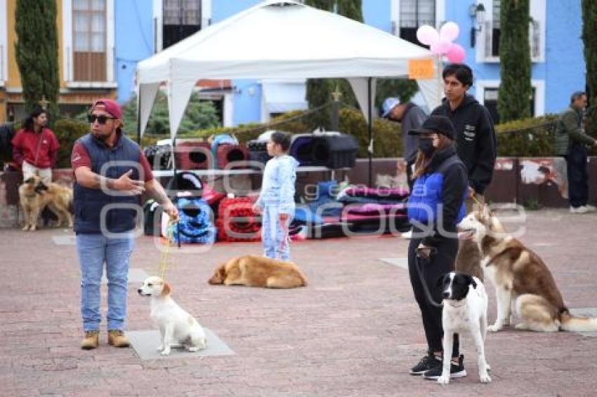 TLAXCALA . JORNADA DE ADOPCIÓN CANINA