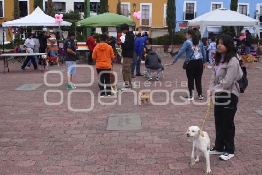TLAXCALA . JORNADA DE ADOPCIÓN CANINA