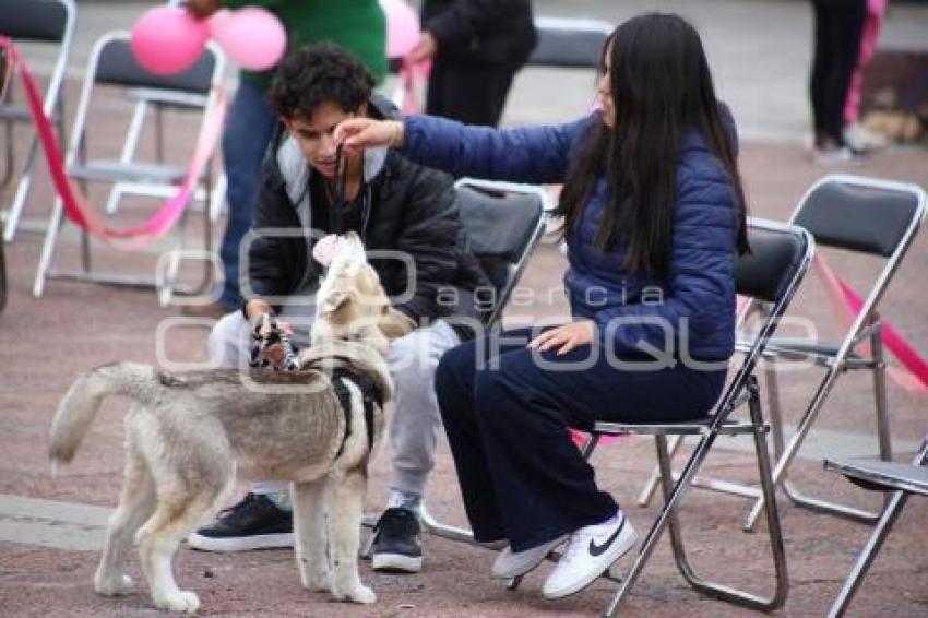 TLAXCALA . JORNADA DE ADOPCIÓN CANINA