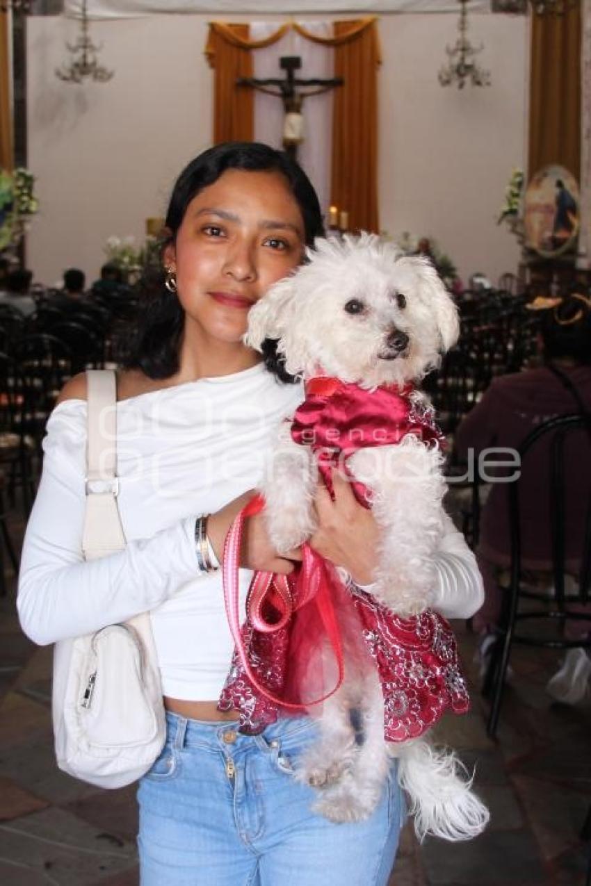ATLIXCO . BENDICIÓN DE ANIMALES