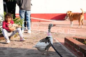 TLAXCALA . BENDICIÓN ANIMALES