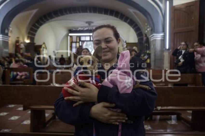 BENDICIÓN DE ANIMALES