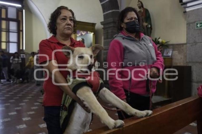 BENDICIÓN DE ANIMALES