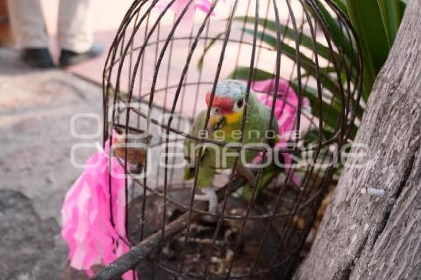 TLAXCALA . BENDICIÓN ANIMALES