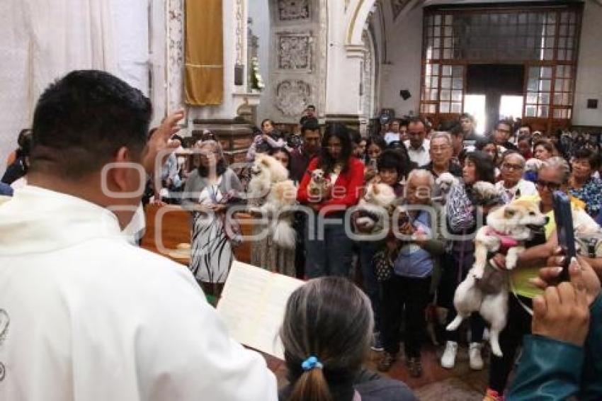 ATLIXCO . BENDICIÓN DE ANIMALES