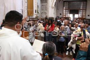 ATLIXCO . BENDICIÓN DE ANIMALES