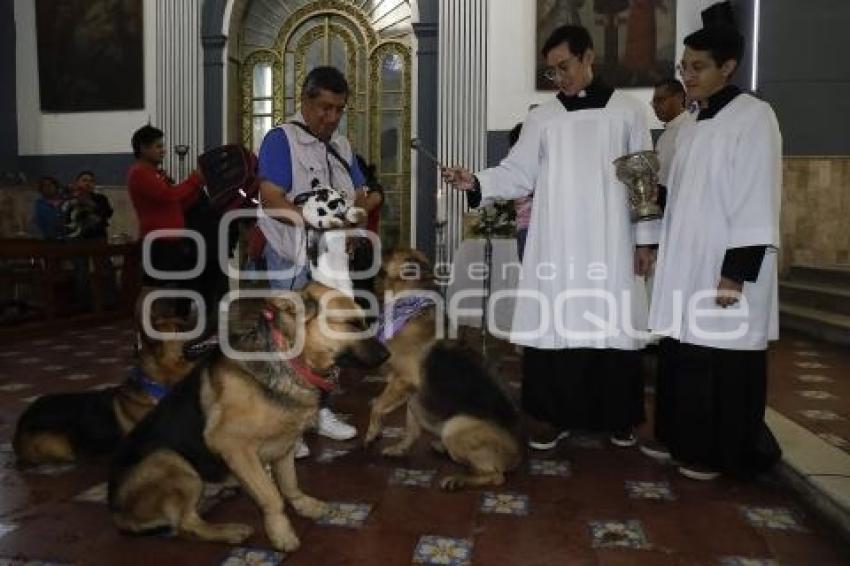 BENDICIÓN DE ANIMALES