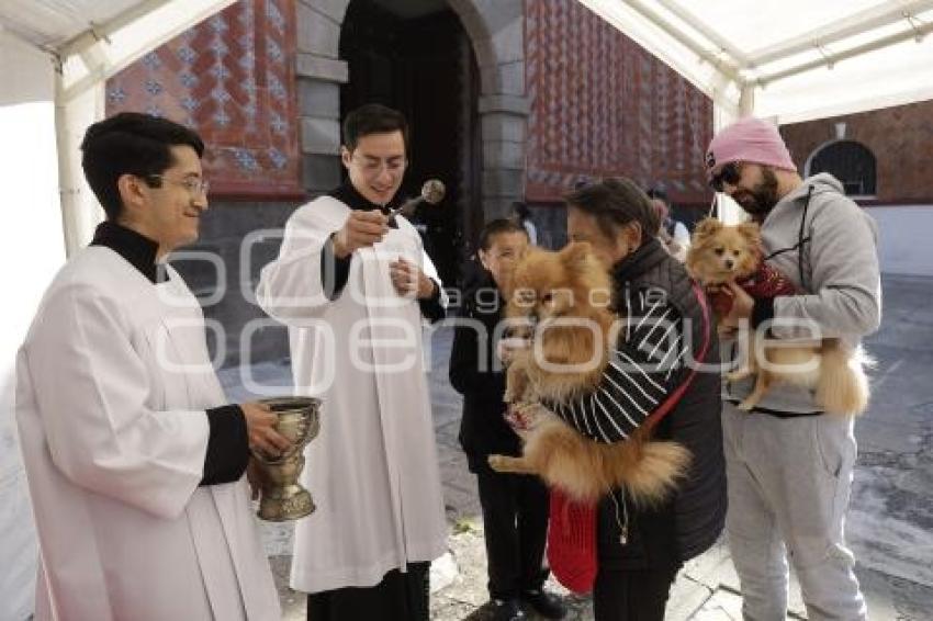 BENDICIÓN DE ANIMALES