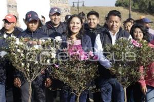 SAN ANDRÉS CHOLULA . ADOPTA UN ÁRBOL