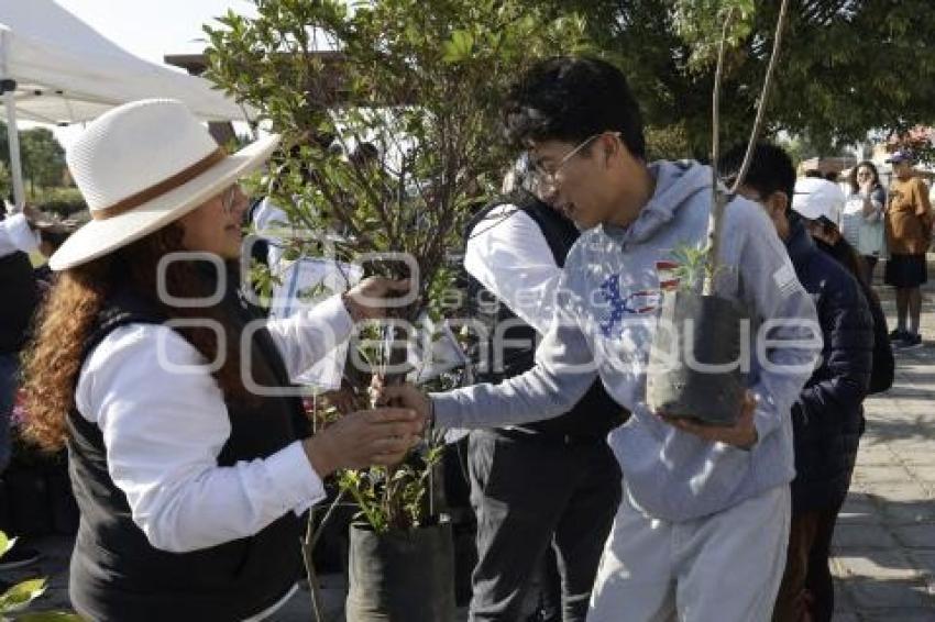 SAN ANDRÉS CHOLULA . ADOPTA UN ÁRBOL