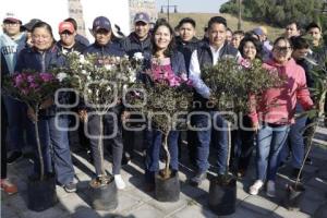 SAN ANDRÉS CHOLULA . ADOPTA UN ÁRBOL