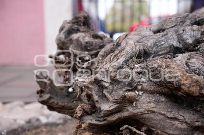 TLAXCALA . ÁRBOL DAÑADO