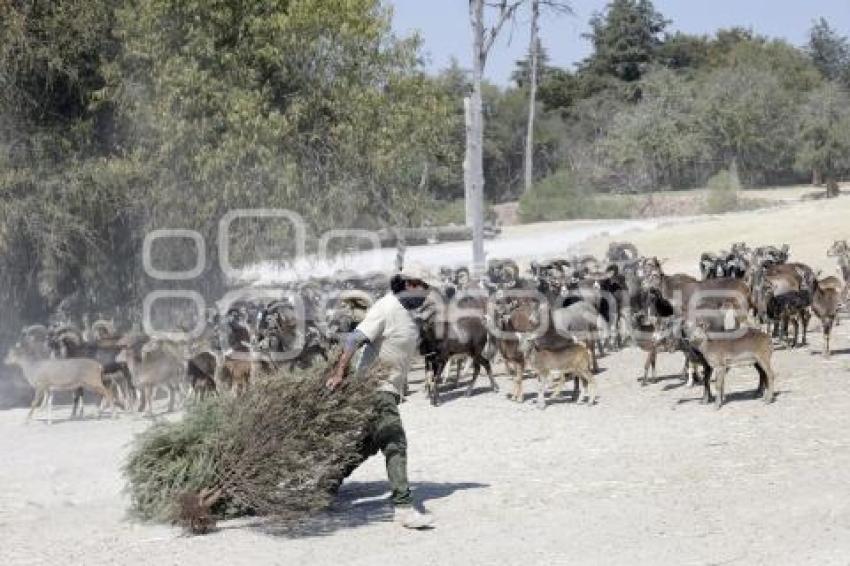 AFRICAM SAFARI . VERDE NAVIDAD