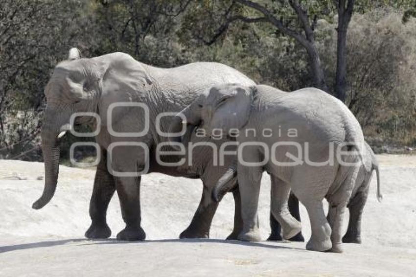 AFRICAM SAFARI . VERDE NAVIDAD