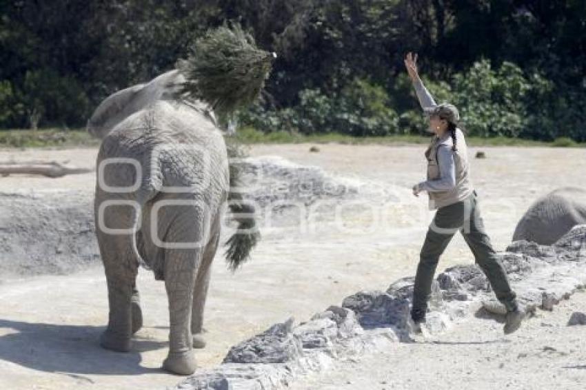 AFRICAM SAFARI . VERDE NAVIDAD