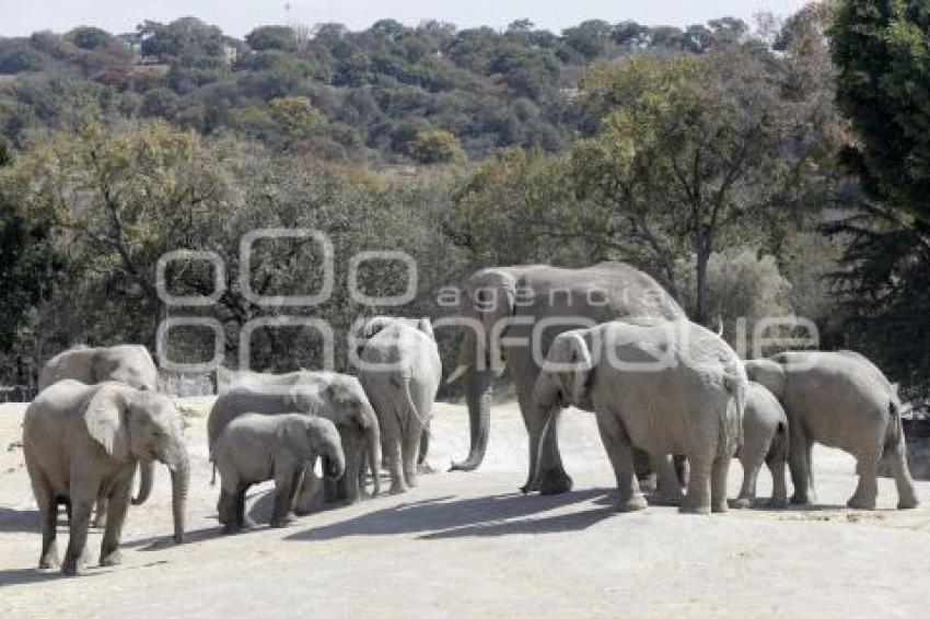 AFRICAM SAFARI . VERDE NAVIDAD