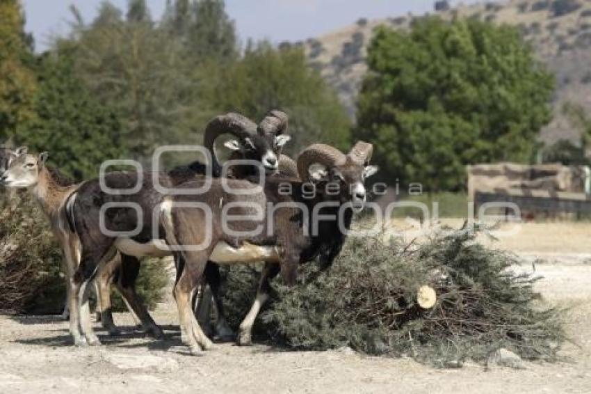 AFRICAM SAFARI . VERDE NAVIDAD