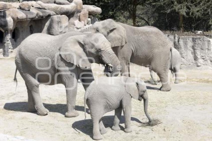AFRICAM SAFARI . VERDE NAVIDAD