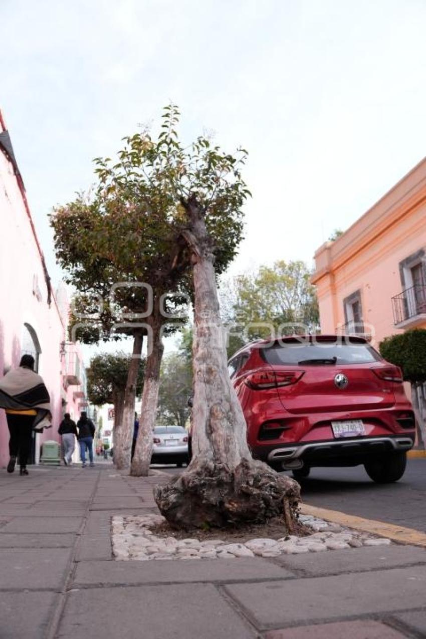TLAXCALA . ÁRBOL DAÑADO