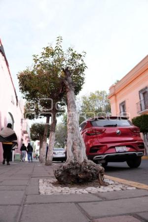 TLAXCALA . ÁRBOL DAÑADO