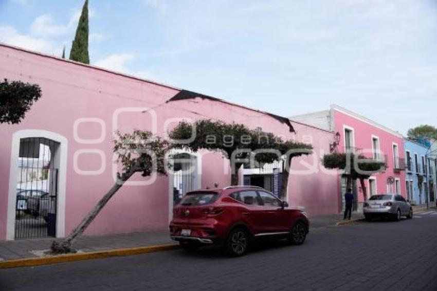 TLAXCALA . ÁRBOL DAÑADO