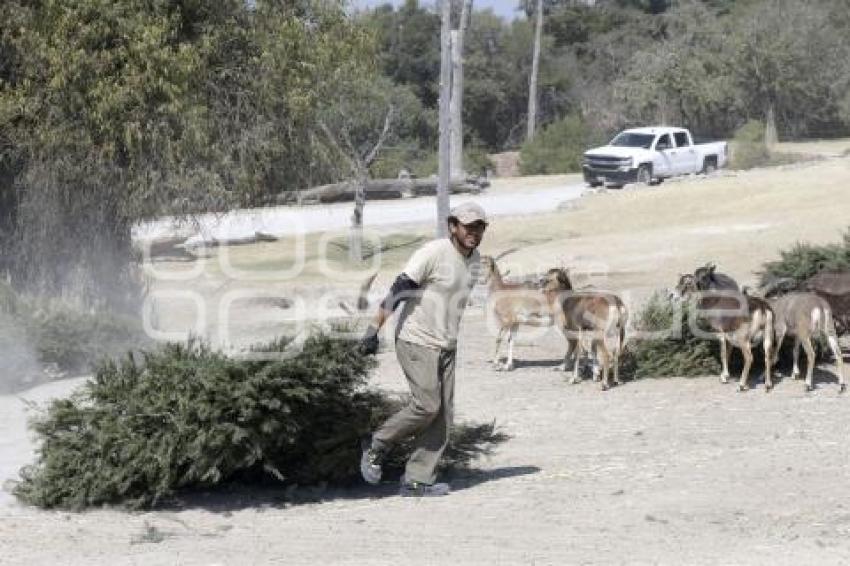 AFRICAM SAFARI . VERDE NAVIDAD