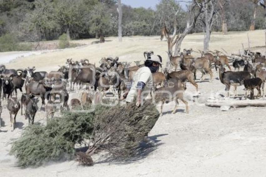 AFRICAM SAFARI . VERDE NAVIDAD
