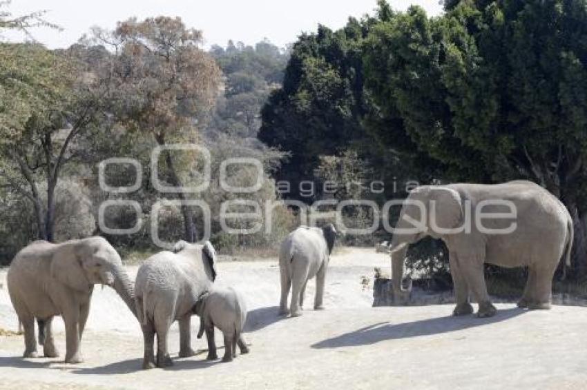 AFRICAM SAFARI . VERDE NAVIDAD
