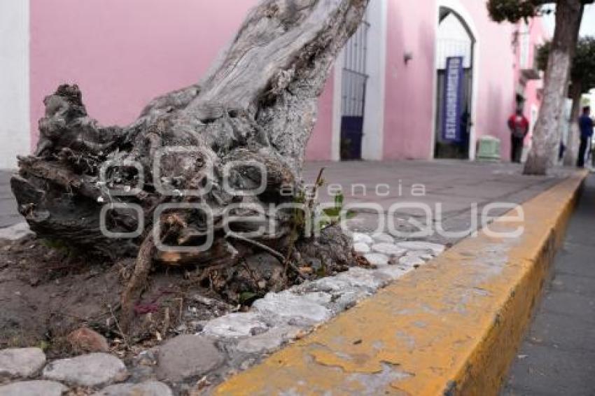 TLAXCALA . ÁRBOL DAÑADO