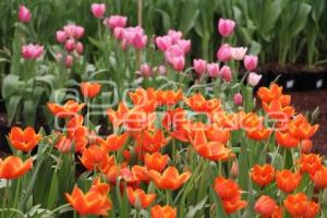 ATLIXCO . TEMPORADA DE TULIPANES