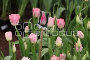 ATLIXCO . TEMPORADA DE TULIPANES