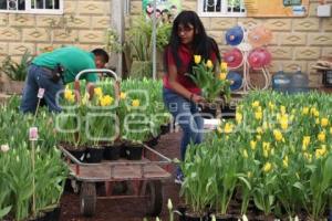 ATLIXCO . TEMPORADA DE TULIPANES