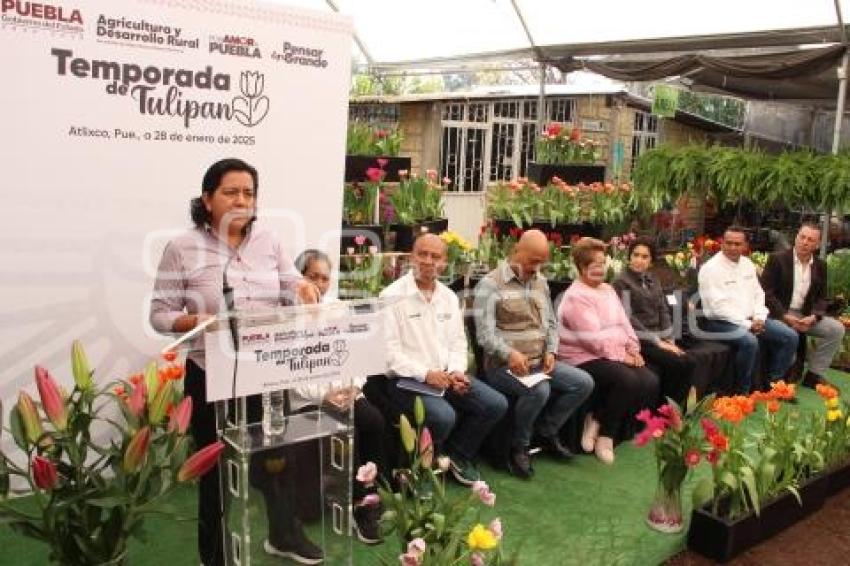 ATLIXCO . TEMPORADA DE TULIPANES
