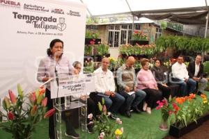 ATLIXCO . TEMPORADA DE TULIPANES