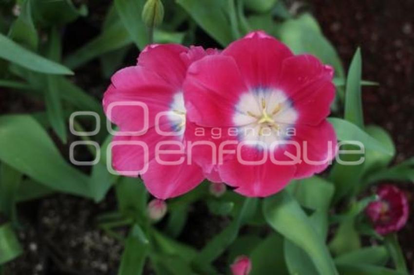 ATLIXCO . TEMPORADA DE TULIPANES