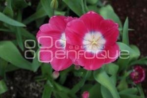 ATLIXCO . TEMPORADA DE TULIPANES
