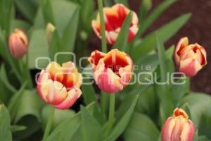 ATLIXCO . TEMPORADA DE TULIPANES