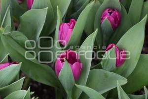 ATLIXCO . TEMPORADA DE TULIPANES