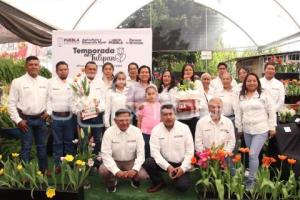 ATLIXCO . TEMPORADA DE TULIPANES