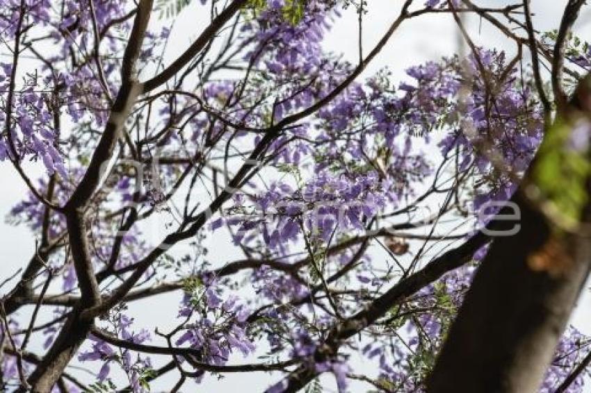 JACARANDAS
