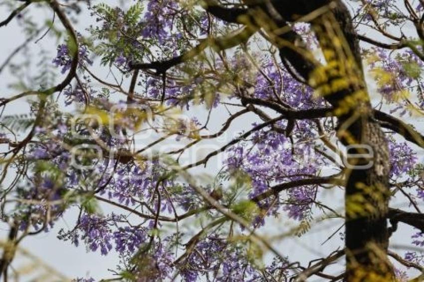 JACARANDAS