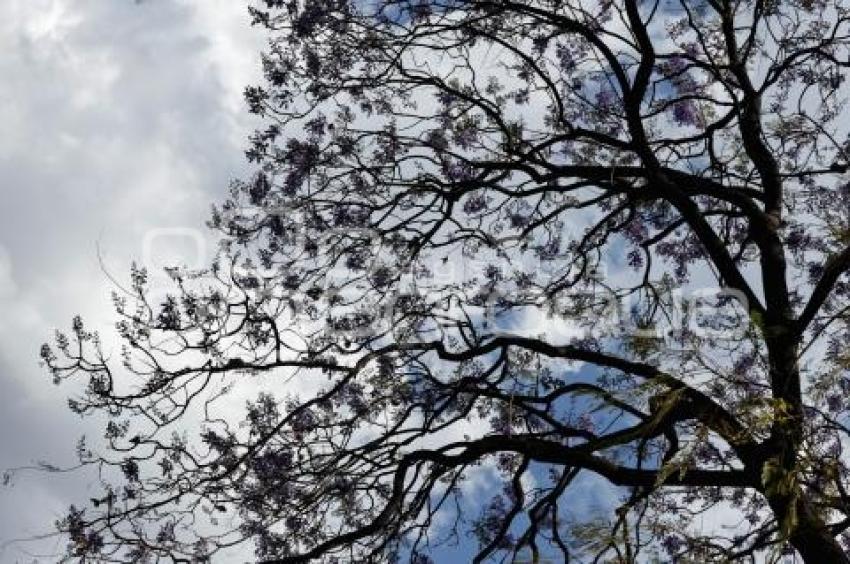 JACARANDAS