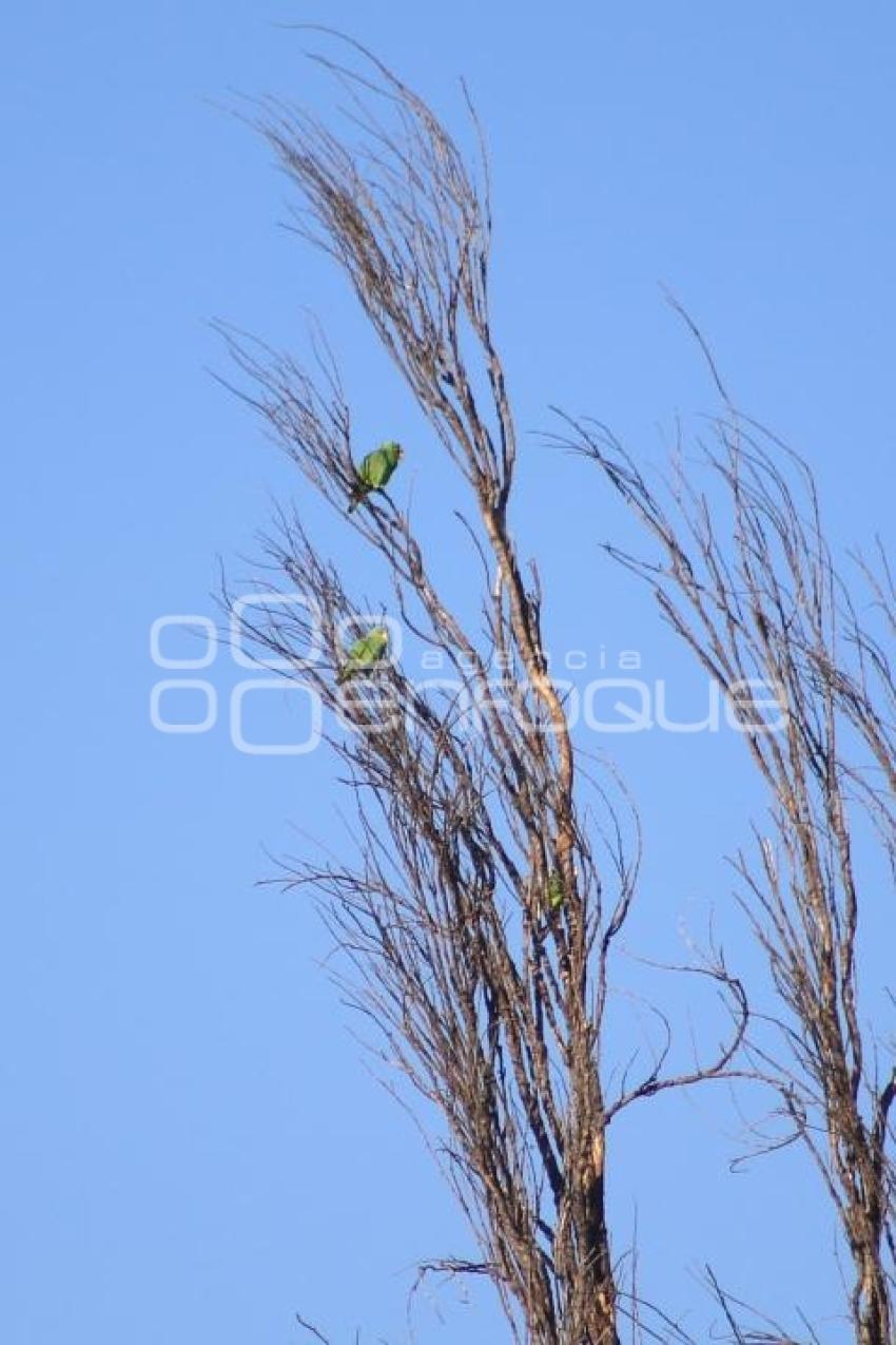 TLAXCALA . AVISTAMIENTO DE AVES