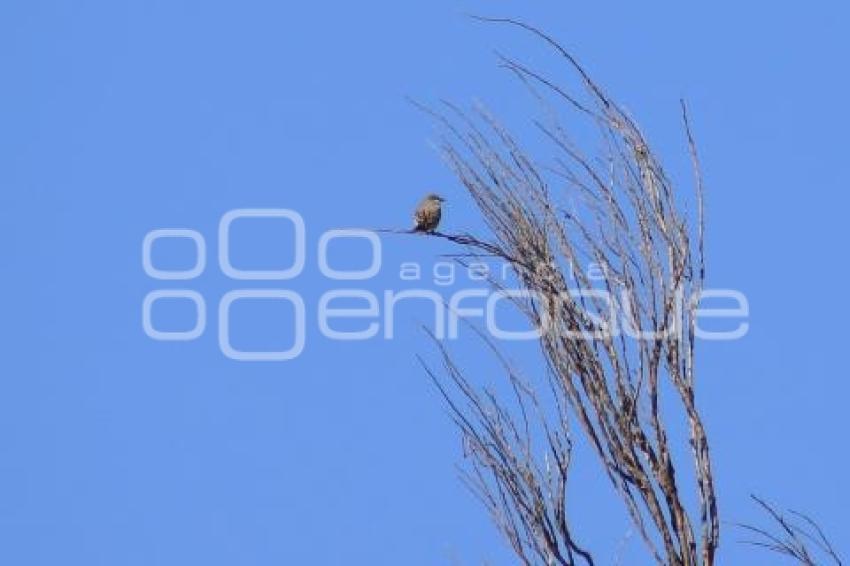 TLAXCALA . AVISTAMIENTO DE AVES