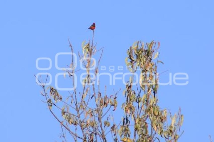 TLAXCALA . AVISTAMIENTO DE AVES