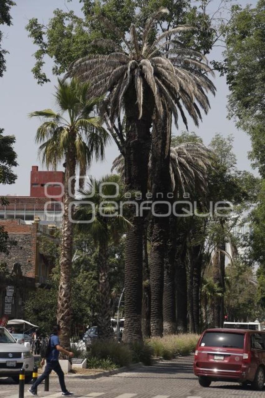 PASEO BRAVO . PALMERAS