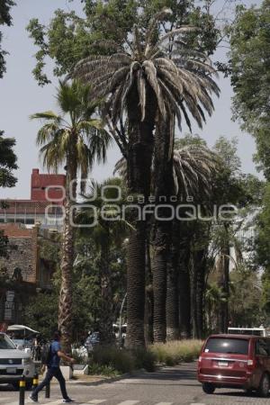 PASEO BRAVO . PALMERAS